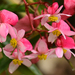 Begonia unduavensis - Photo (c) alexwirth, algunos derechos reservados (CC BY-NC)
