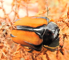 Trichostetha signata