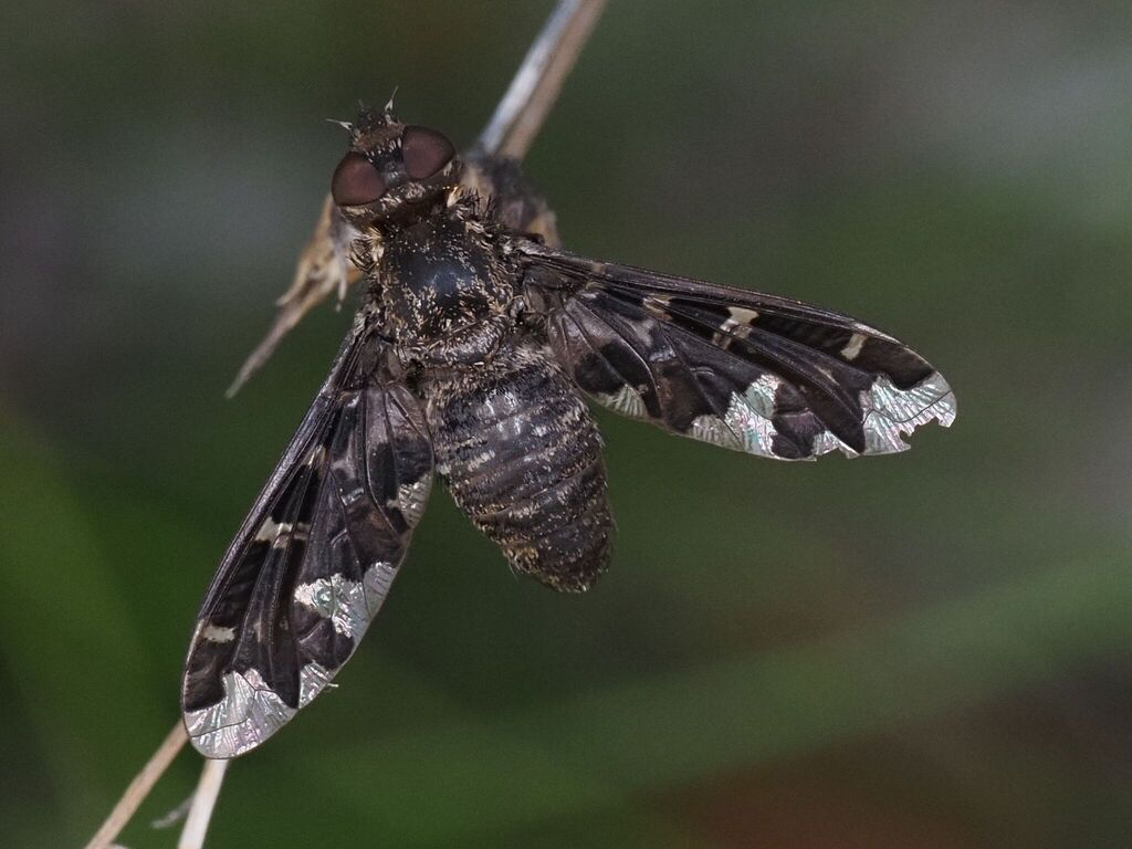Exoprosopa cleomene
