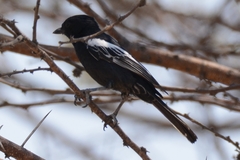 Melaniparus niger xanthostomus