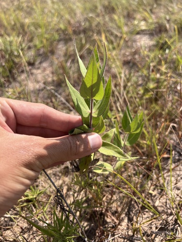 Helianthus mollis