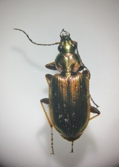Agonum marginatum
