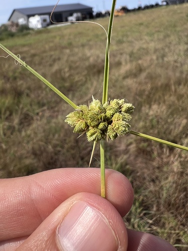 Marsh flatsedge (Cyperus pseudovegetus)