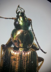 Agonum marginatum