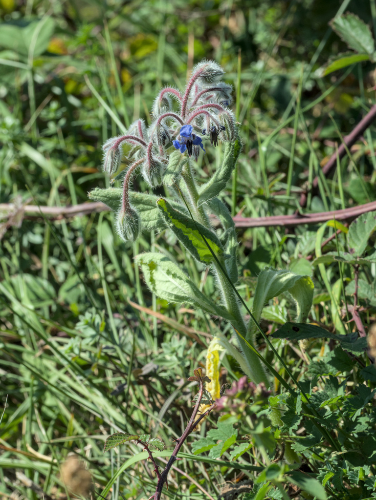 Borago officinalis