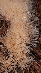 Pterula subulata