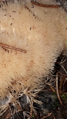 Pterula subulata