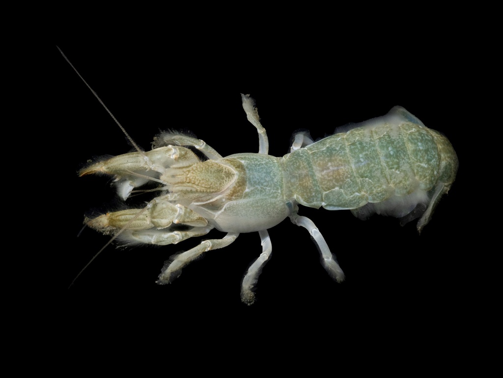 Blue Mud Shrimp