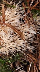 Pterula subulata