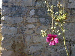 Alcea rosea