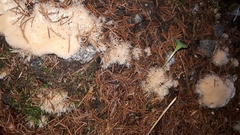 Pterula subulata
