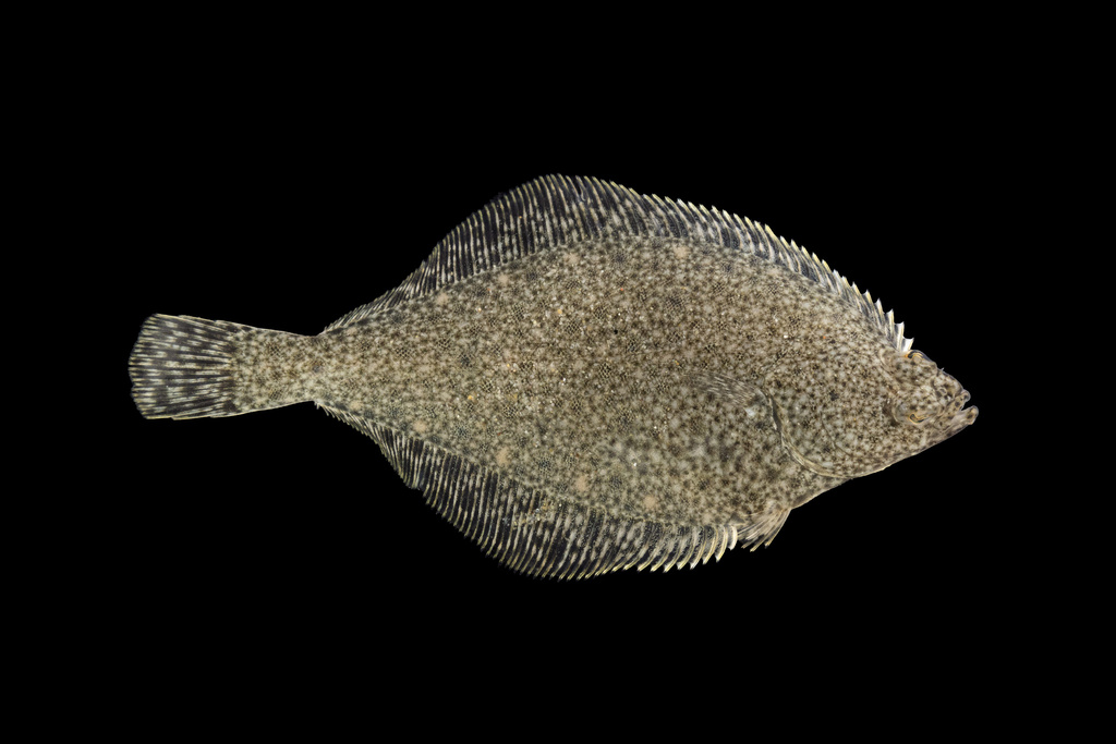 English sole (Parophrys vetulus) — Pleuronectidae