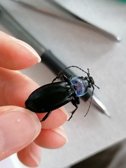 Carabus purpurascens