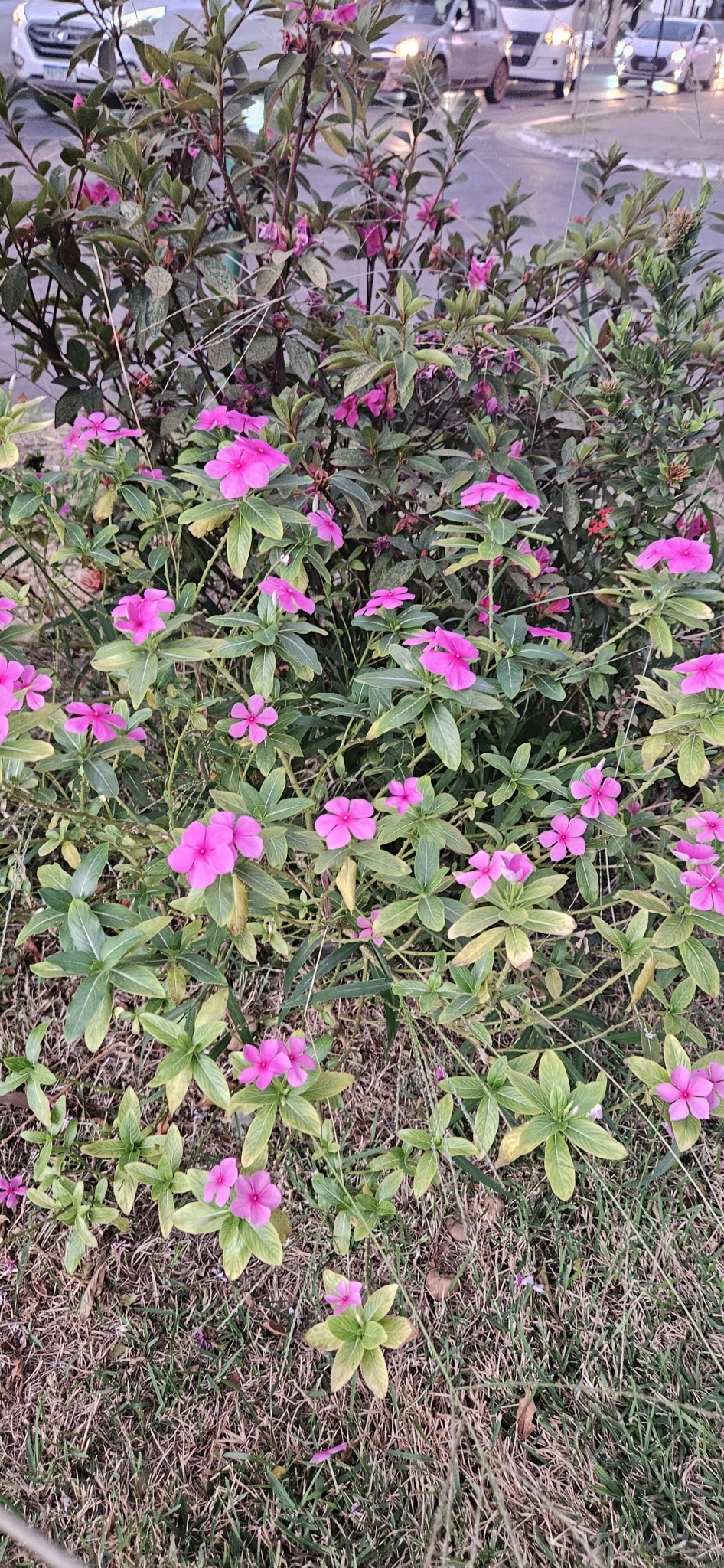 Catharanthus roseus