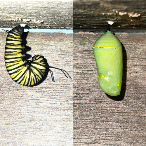 Monarch photographed in Rhode Island