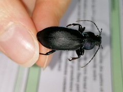 Carabus purpurascens