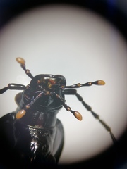 Carabus purpurascens