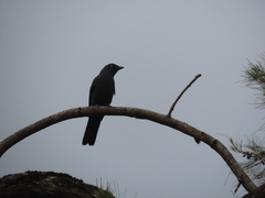 Coracina caledonica caledonica