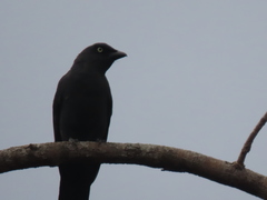 Coracina caledonica caledonica