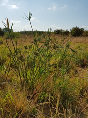 Cyperus sexangularis
