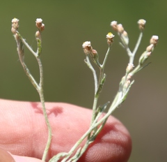 Helichrysum indicum