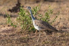 Eupodotis senegalensis