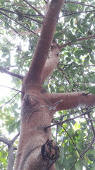 Ficus racemosa