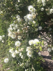 Mimosa quitensis