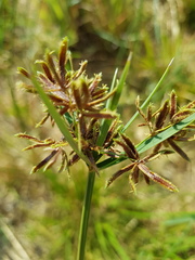 Cyperus sexangularis