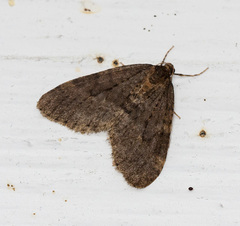 Operophtera occidentalis