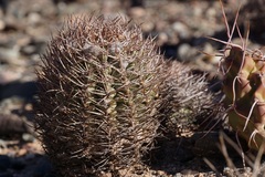 Acanthocalycium thionanthum
