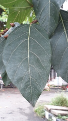 Ficus racemosa