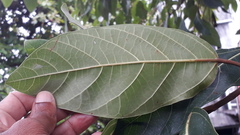 Ficus racemosa