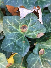 Colletotrichum trichellum