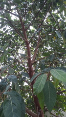 Ficus racemosa