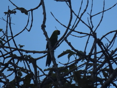 Eunymphicus cornutus