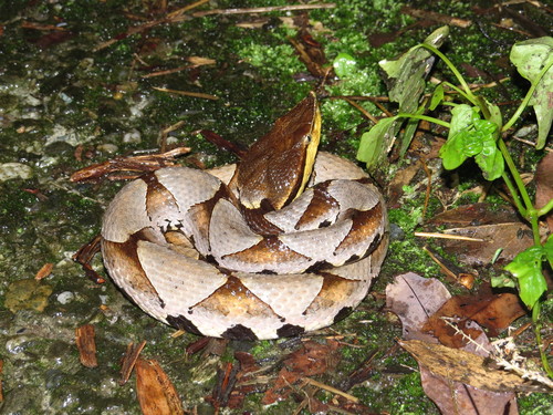 Photo of a Chinese Moccasin (Deinagkistrodon acutus)