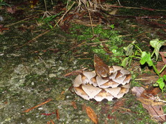 Deinagkistrodon acutus