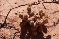 Tephrocactus molinensis