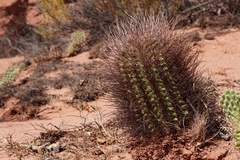 Echinopsis leucantha