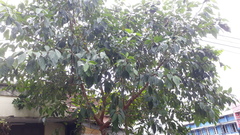 Ficus racemosa