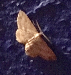 Geometridae