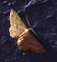Geometridae