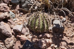 Echinopsis albispinosa