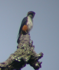 Microhierax fringillarius