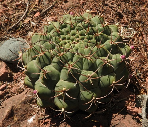 Gymnocalycium schickendantzii ssp. delaetii