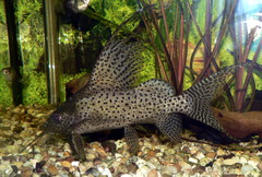 Featherfin Squeaker photo 2