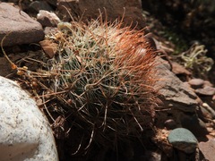 Parodia microsperma