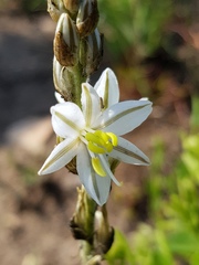 Chlorophytum transvaalense