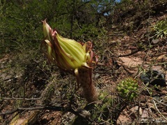 Trichocereus thelegonus
